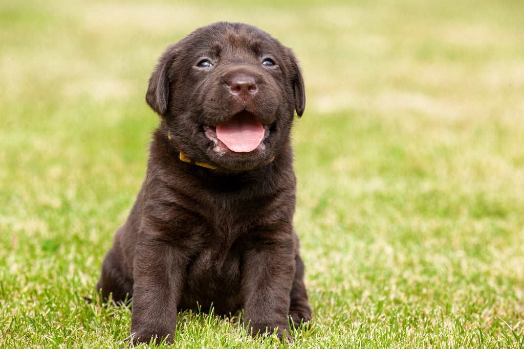 Olive Oil For Dogs: Yes, It's Also Good For Your Puppy!